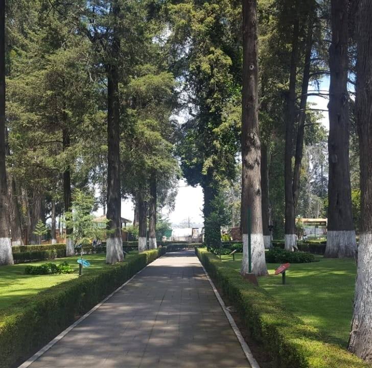 Araceliris Stamponi Tinazzo